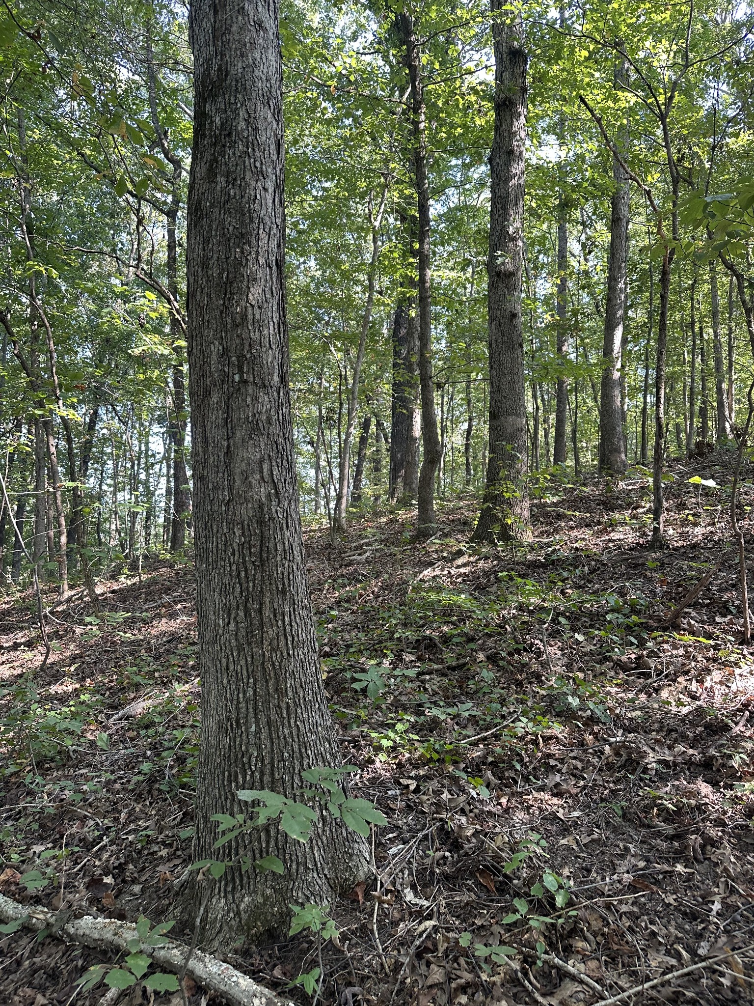 0 Perkins Road Puryear, TN 38251 - Photo 5 of 7 Gallery Image 5