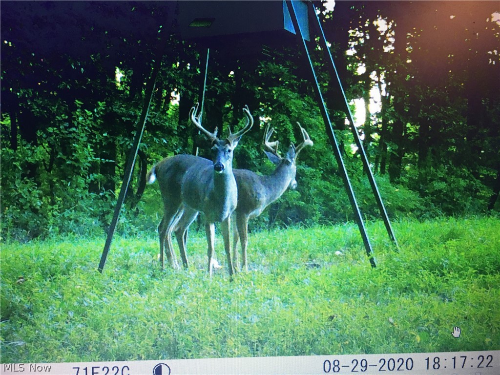 Buckhorn Road Newcomerstown, OH 43832 - Photo 29 of 32 Gallery Image 29