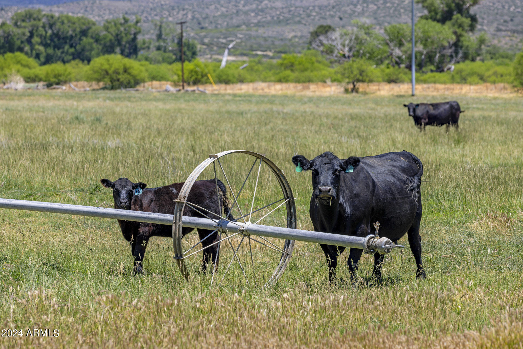 5500 Four Cross Ranch Road Skull Valley, AZ 86338 - Photo 46 of 59 Irrigated grass pastures