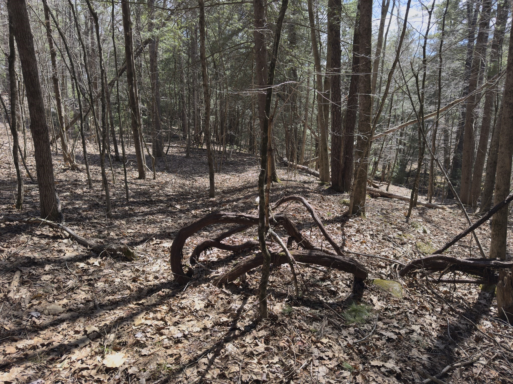 151 Ashfield Road Williamsburg, MA 01096 - Photo 11 of 13 Gallery Image 11