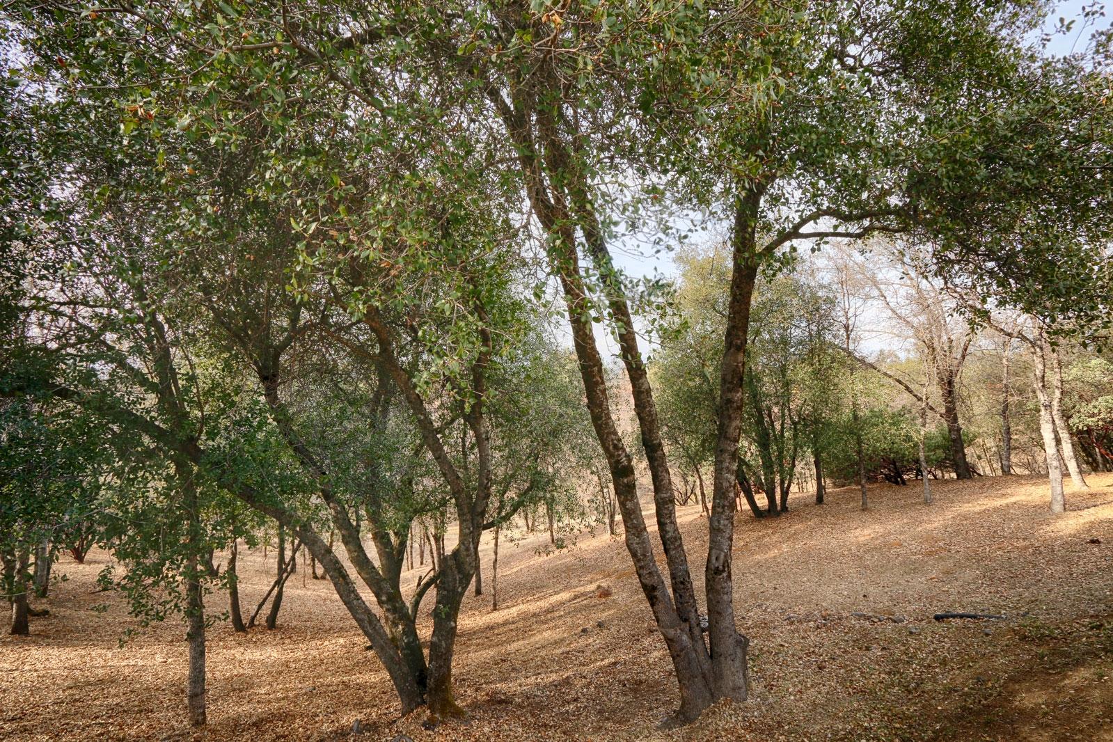 20844 Chicken Springs Road Redding, CA 96003 - Photo 28 of 28 backyard-2