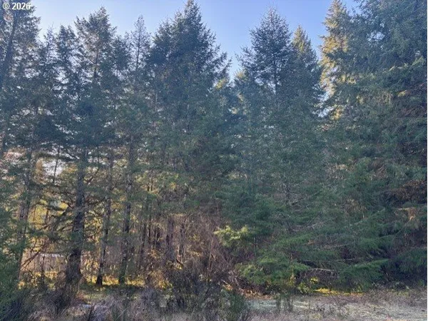 a view of a forest with trees in the background