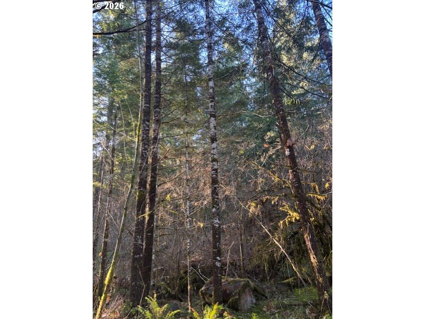 Brice Creek Road Dorena, OR 97434 - Photo 11 of 13