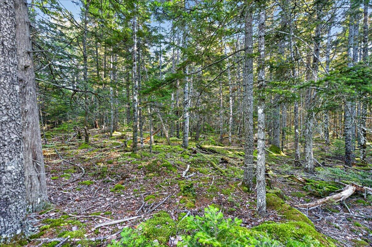 Tbd Pretty Marsh Road Mount Desert, ME 04660 - Photo 5 of 17 15-Pretty Marsh Rd.-14