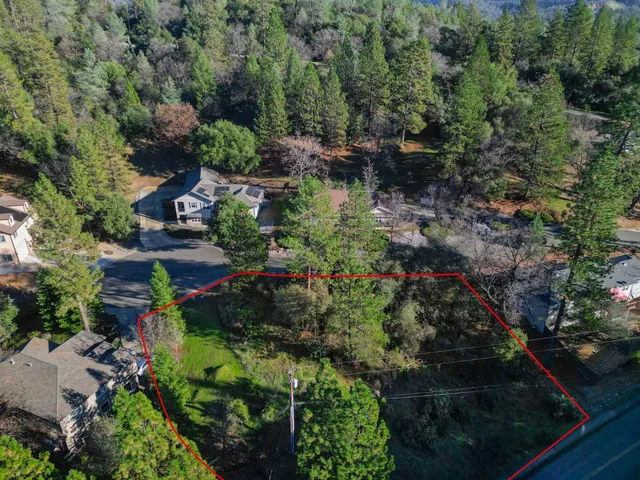 a picture of trees and bushes