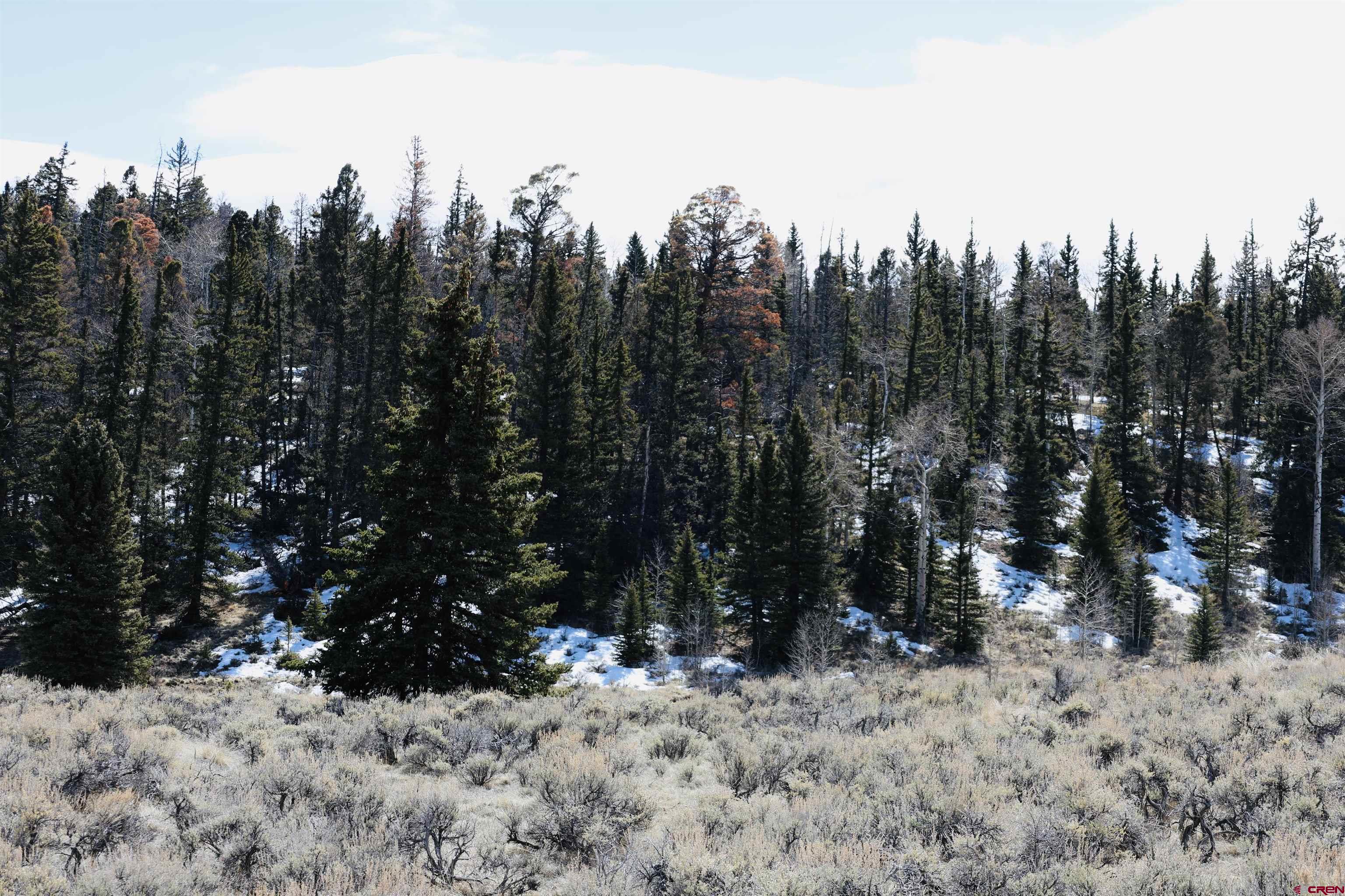 Tbd Cochetopa Trail Powderhorn, CO 81243 - Photo 19 of 19 a view of a forest filled with trees
