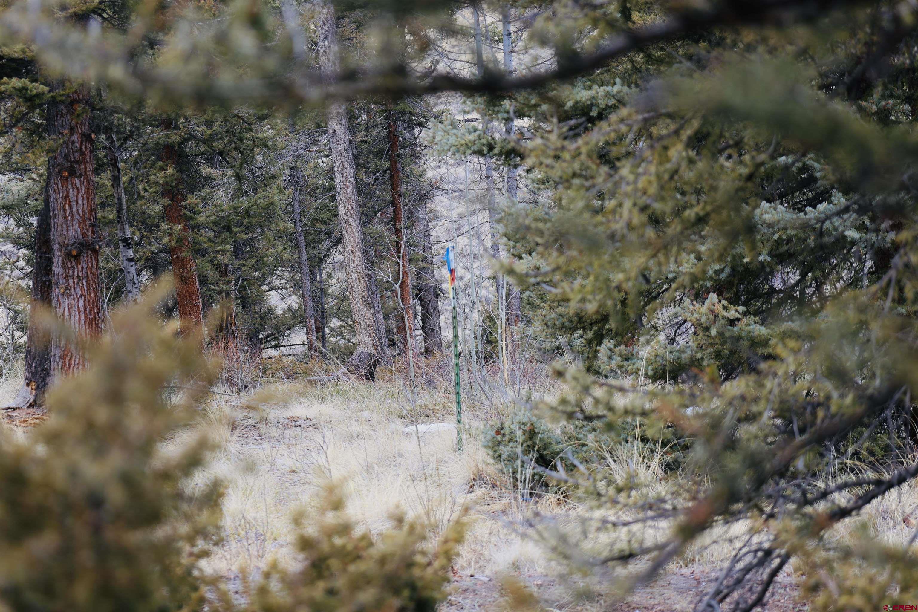 Tbd Cochetopa Trail Powderhorn, CO 81243 - Photo 6 of 19 a view of a forest with trees