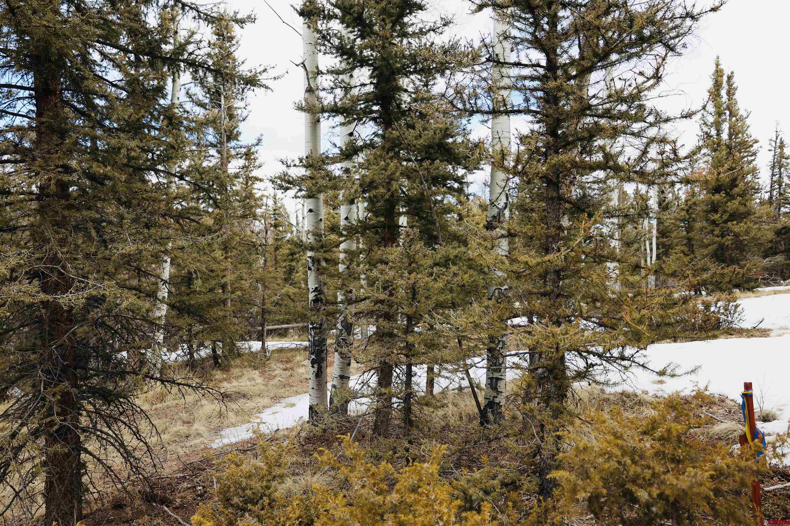 Tbd Cochetopa Trail Powderhorn, CO 81243 - Photo 9 of 19 a picture of tree