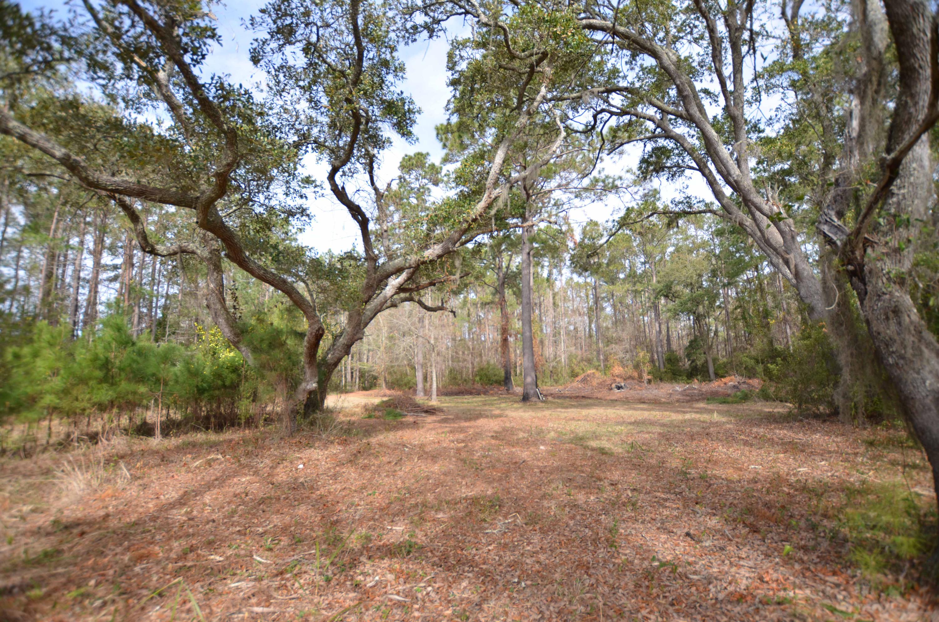 9621 2 Pines Road McClellanville, SC 29458 - Photo 11 of 29 Homesite