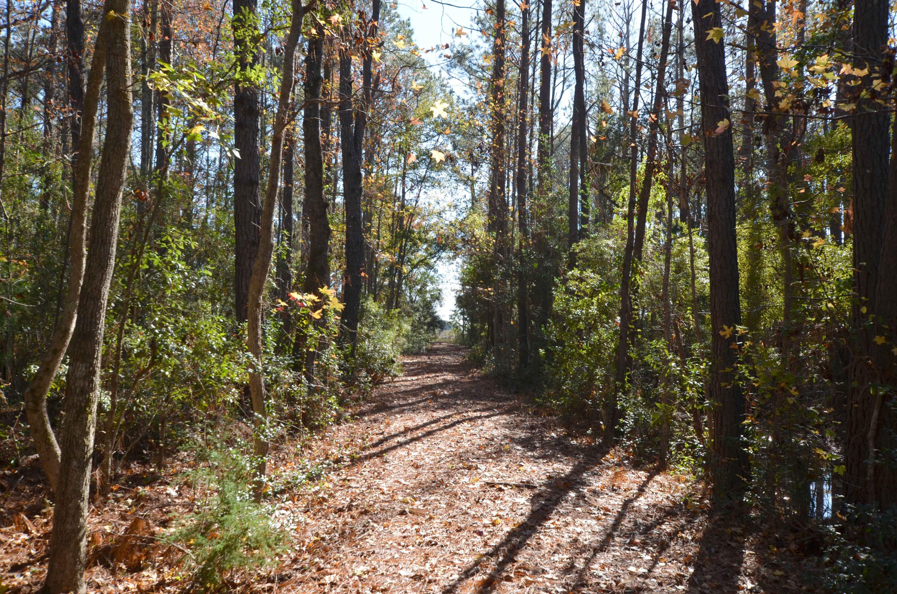 9621 2 Pines Road McClellanville, SC 29458 - Photo 12 of 29 Homesite-Driveway