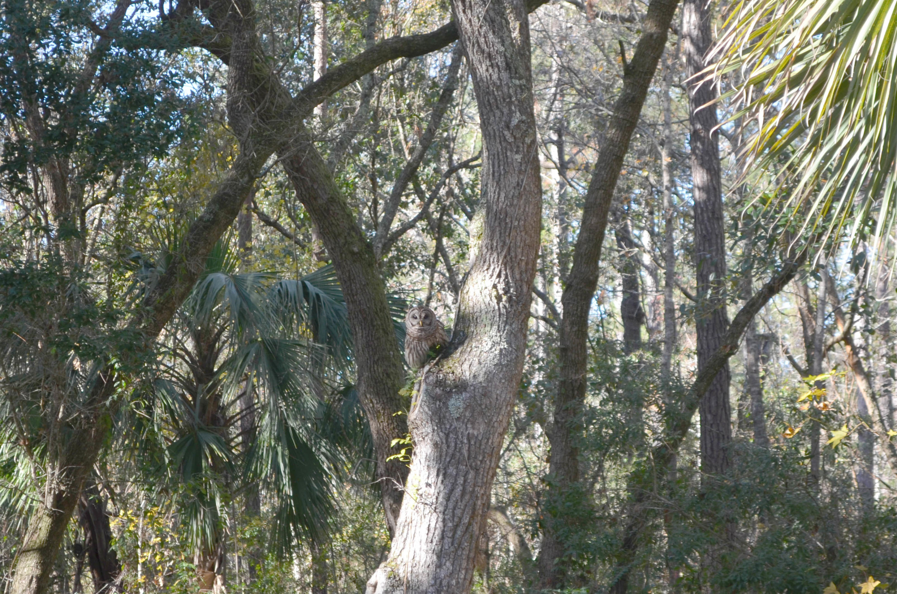 9621 2 Pines Road McClellanville, SC 29458 - Photo 13 of 29 Owl