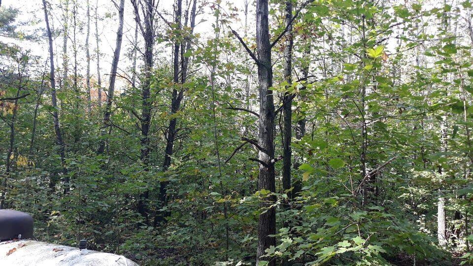 19180 Monroe Road Morley, MI 49336 - Photo 16 of 17 244642767_391458559157196_10180343455136