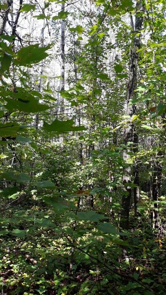 19180 Monroe Road Morley, MI 49336 - Photo 17 of 17 244677183_411690217003088_38496370417986