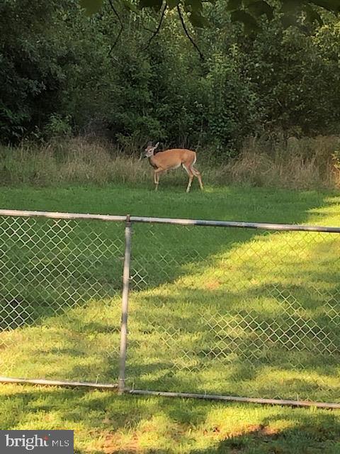 7905 Frye Road Alexandria, VA 22309 - Photo 49 of 55 PARK WILDLIFE, JUST OVER YOUR FENCE!