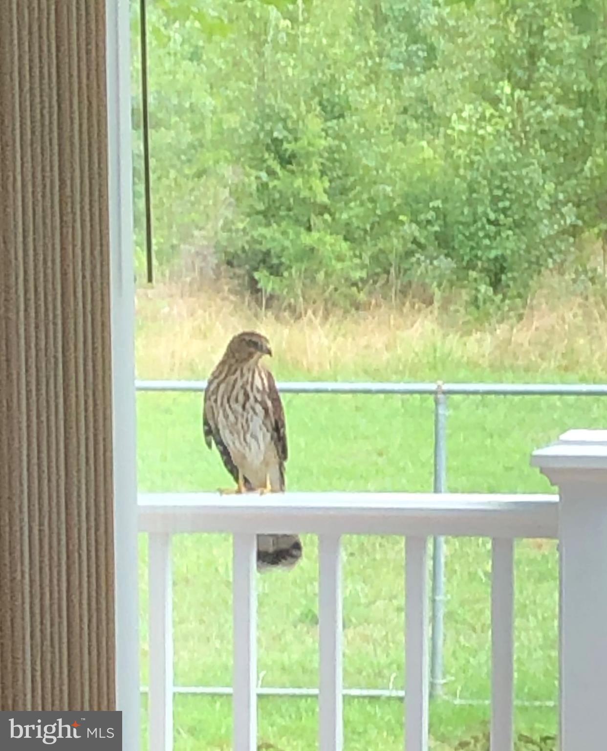 7905 Frye Road Alexandria, VA 22309 - Photo 50 of 55 HAWK HANGING OUT ON THE DECK