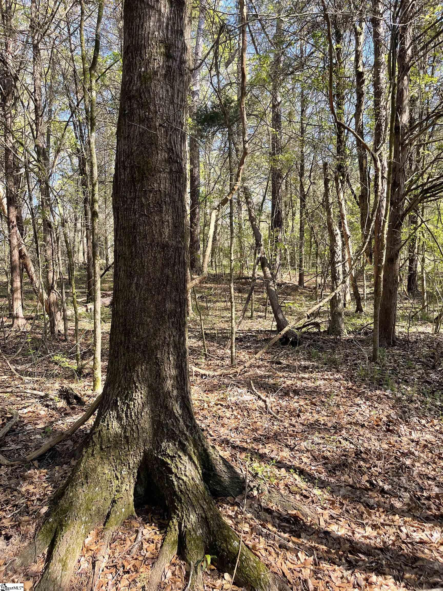 0 Neely Ferry Road Waterloo, SC 29384 - Photo 10 of 13