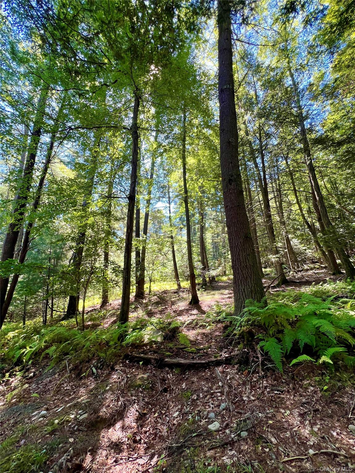 Swanerbury Road Lumberland, NY 12737 - Photo 11 of 20 a view of a yard with lots of trees