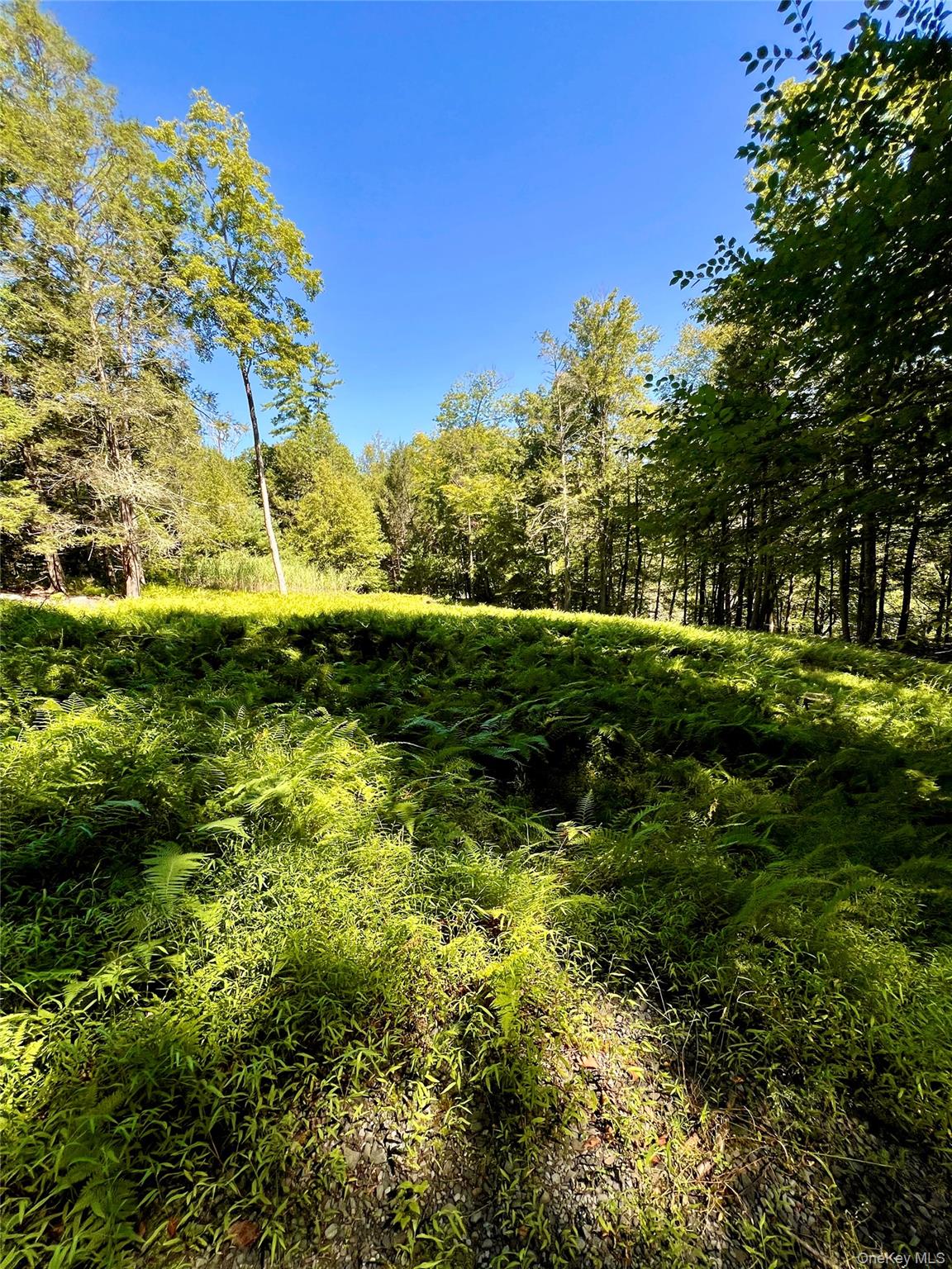 Swanerbury Road Lumberland, NY 12737 - Photo 6 of 20 a view of a trees with a yard