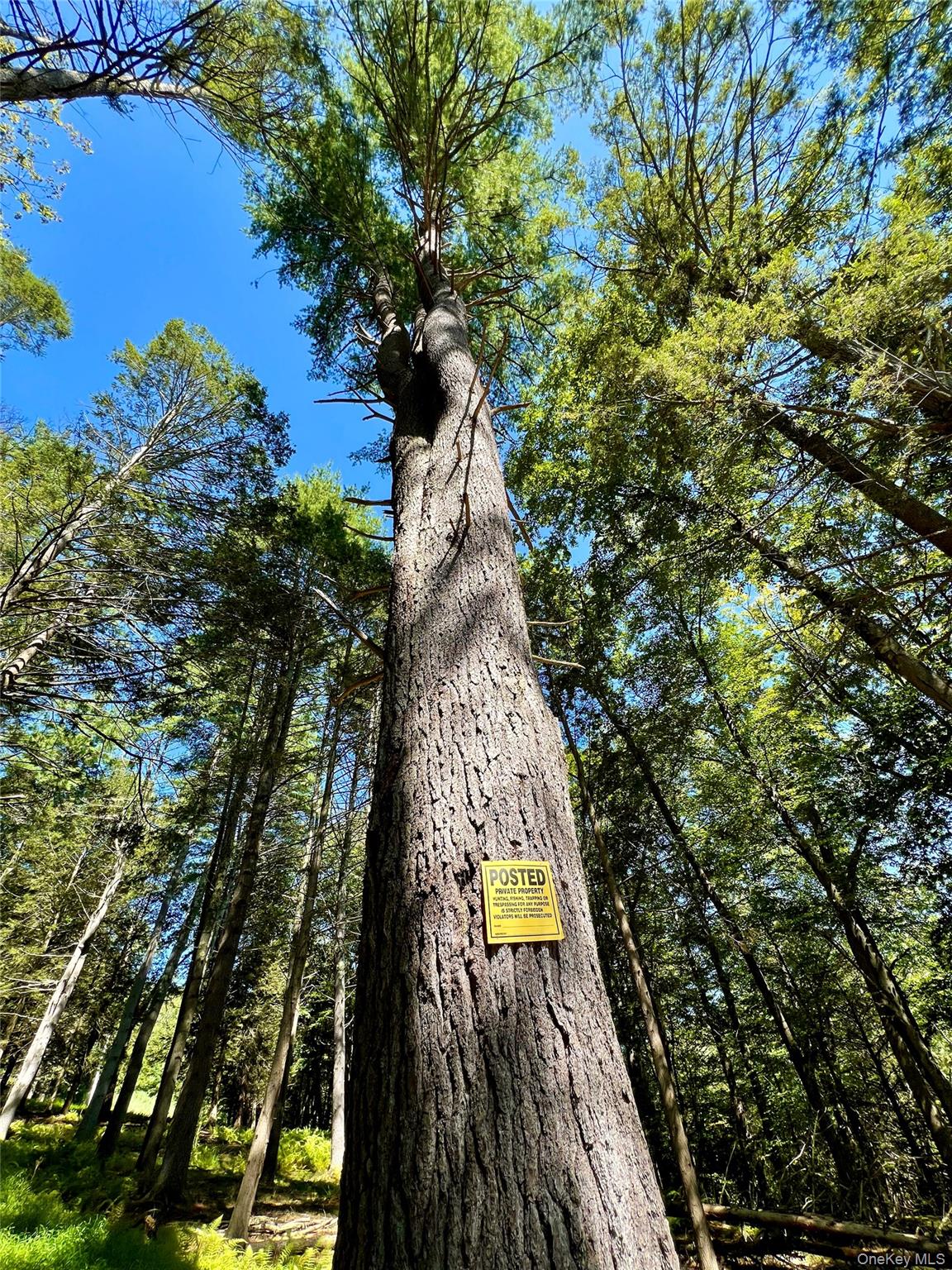 Swanerbury Road Lumberland, NY 12737 - Photo 7 of 20 a view of a yard