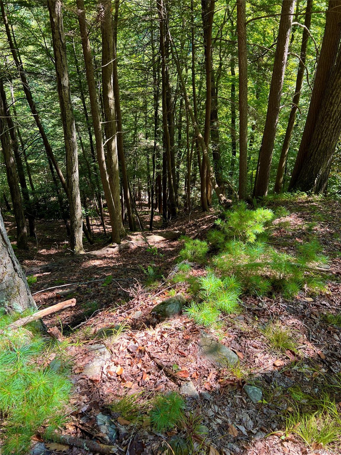 Swanerbury Road Lumberland, NY 12737 - Photo 8 of 20 a view of a tree in a yard
