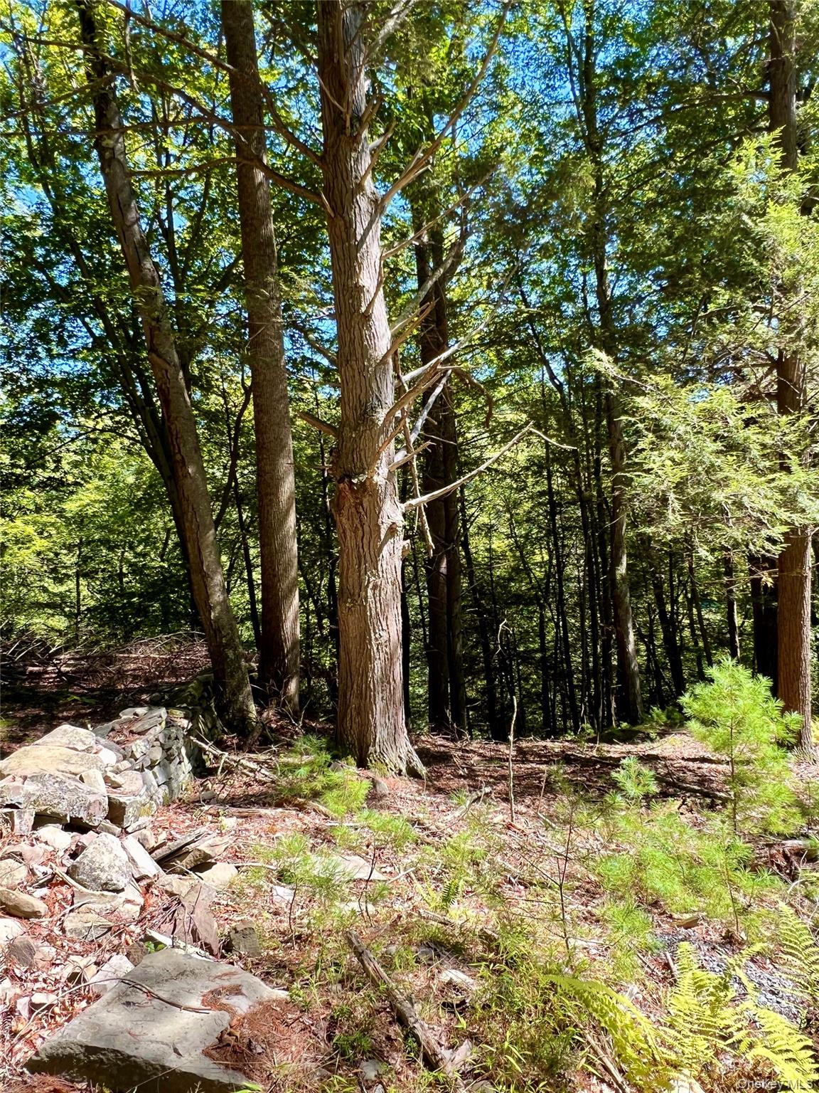 Swanerbury Road Lumberland, NY 12737 - Photo 9 of 20 a view of outdoor space with trees