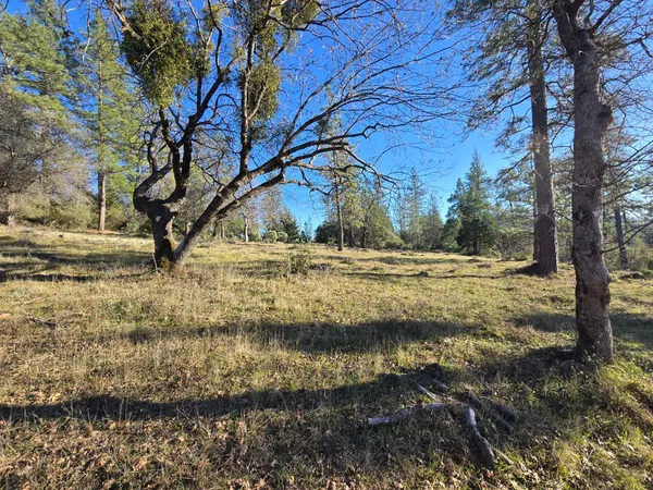 a view of dirt yard with a tree