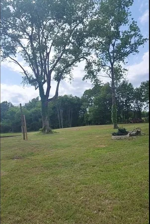 a view of a field with a tree