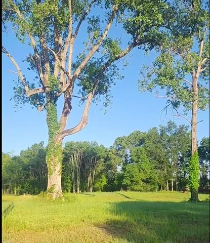 a view of a yard with an trees