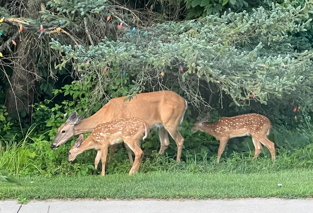 $995,000 | W222N8208 Plainview Parkway, Lisbon, WI 53089