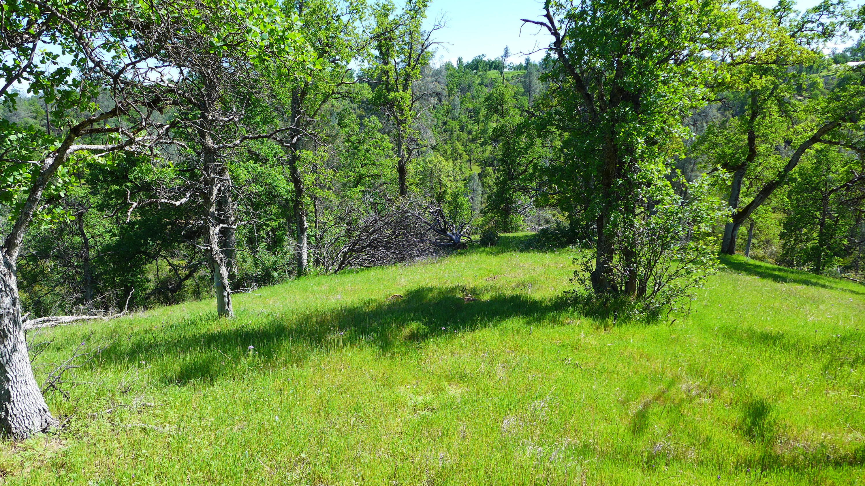 20-acres Lower Coal Pit Drive Anderson, CA 96007 - Photo 12 of 25 P1090394