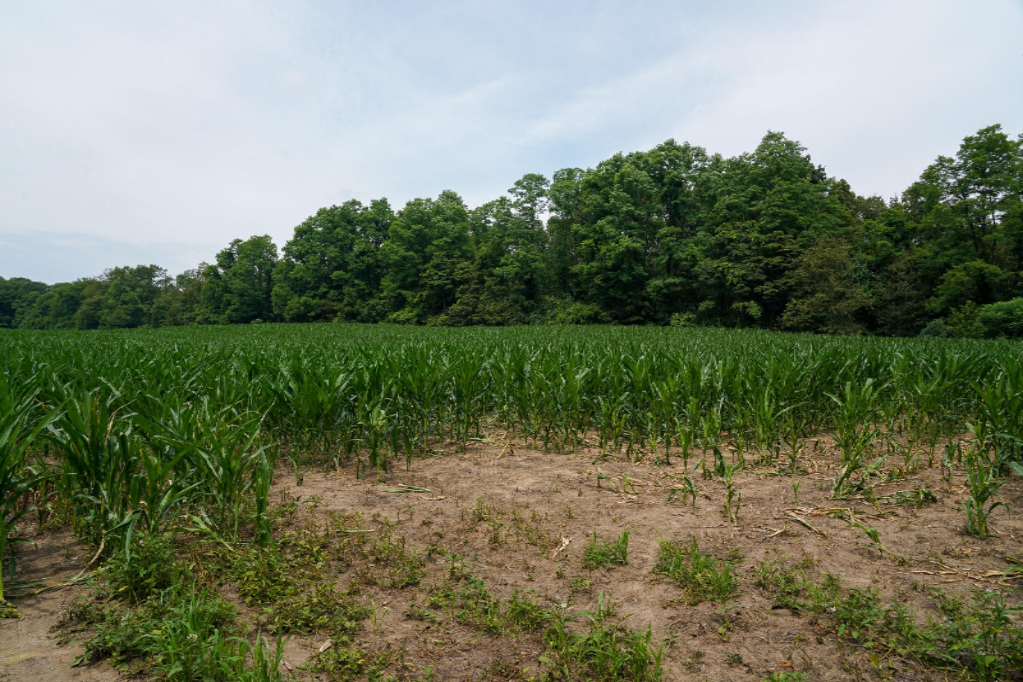 0 Ball Road Dowagiac, MI 49047 - Photo 3 of 51 3