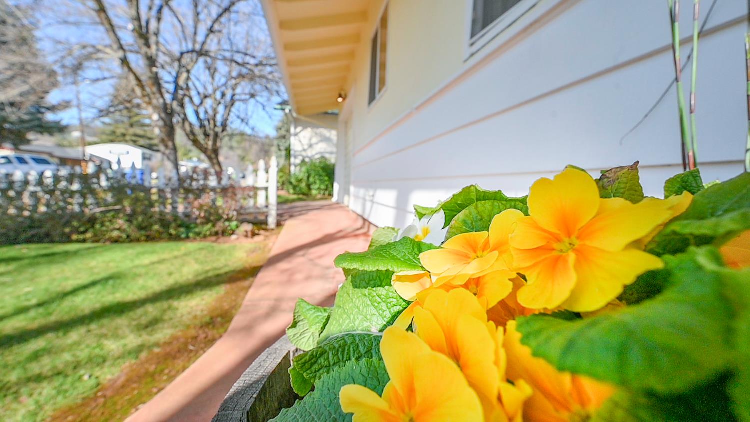 524 Williams Street Murphys, CA 95247 - Photo 3 of 64 a view of yard with swimming pool