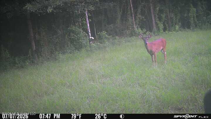 232 Knoxo Columbia Road Tylertown, MS 39667 - Photo 122 of 123 IMG_7632