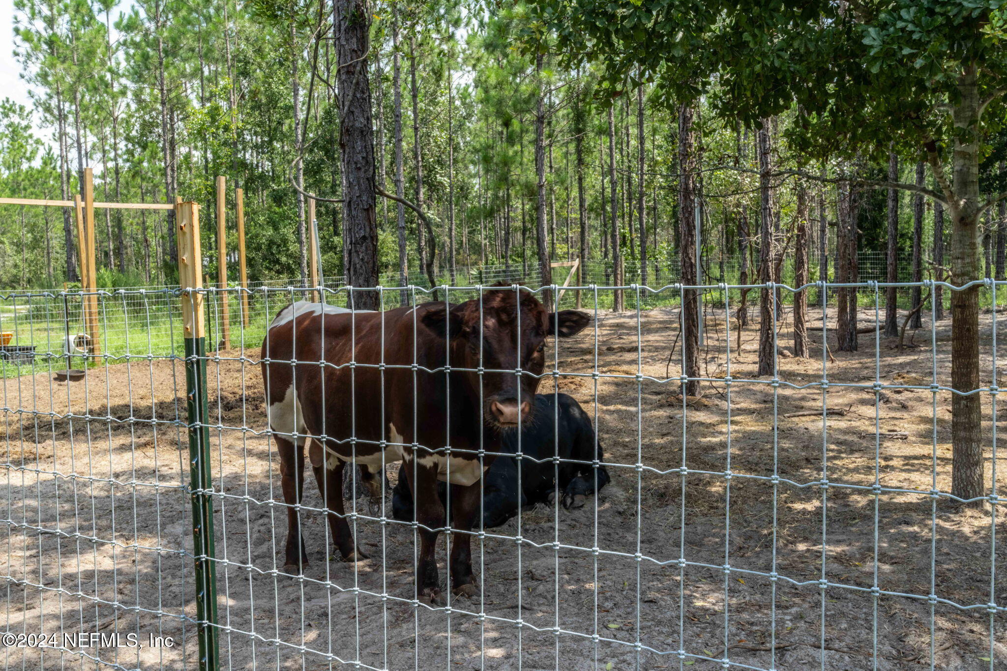 5490 Steel Bridge Road Macclenny, FL 32063 - Photo 85 of 108 Fenced animal enclosure
