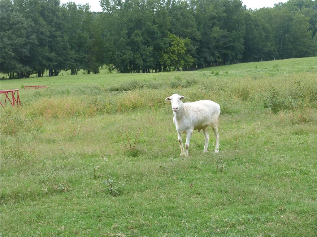 1650 Locklin Cemetery Road Monroe, GA 30655 - Photo 17 of 64