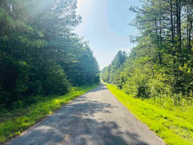 a view of a yard with plants and large trees