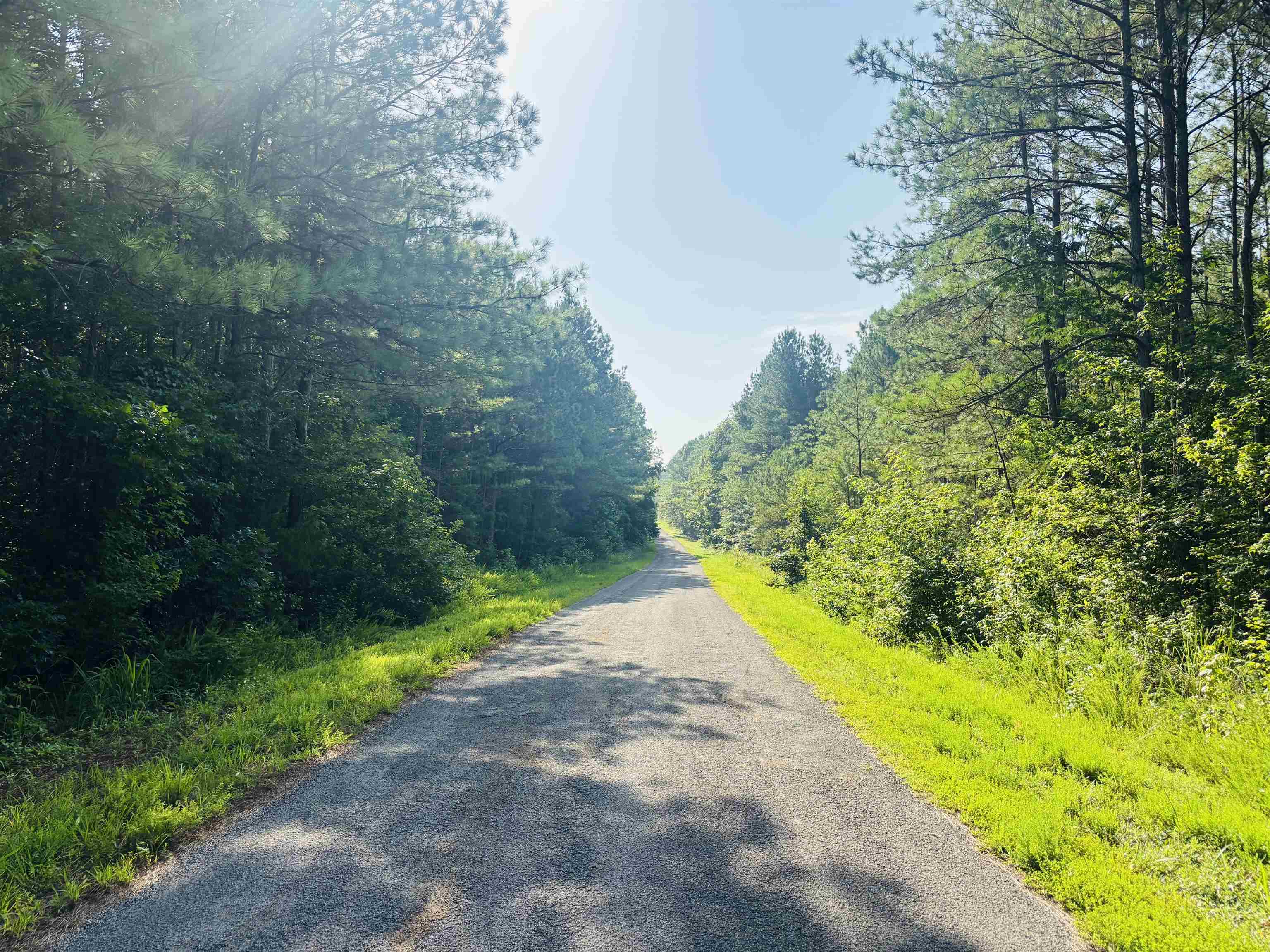 a view of a yard with plants and large trees