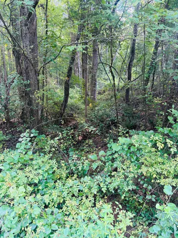 a view of a forest with a tree