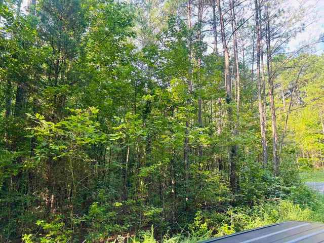 a view of a forest with plants