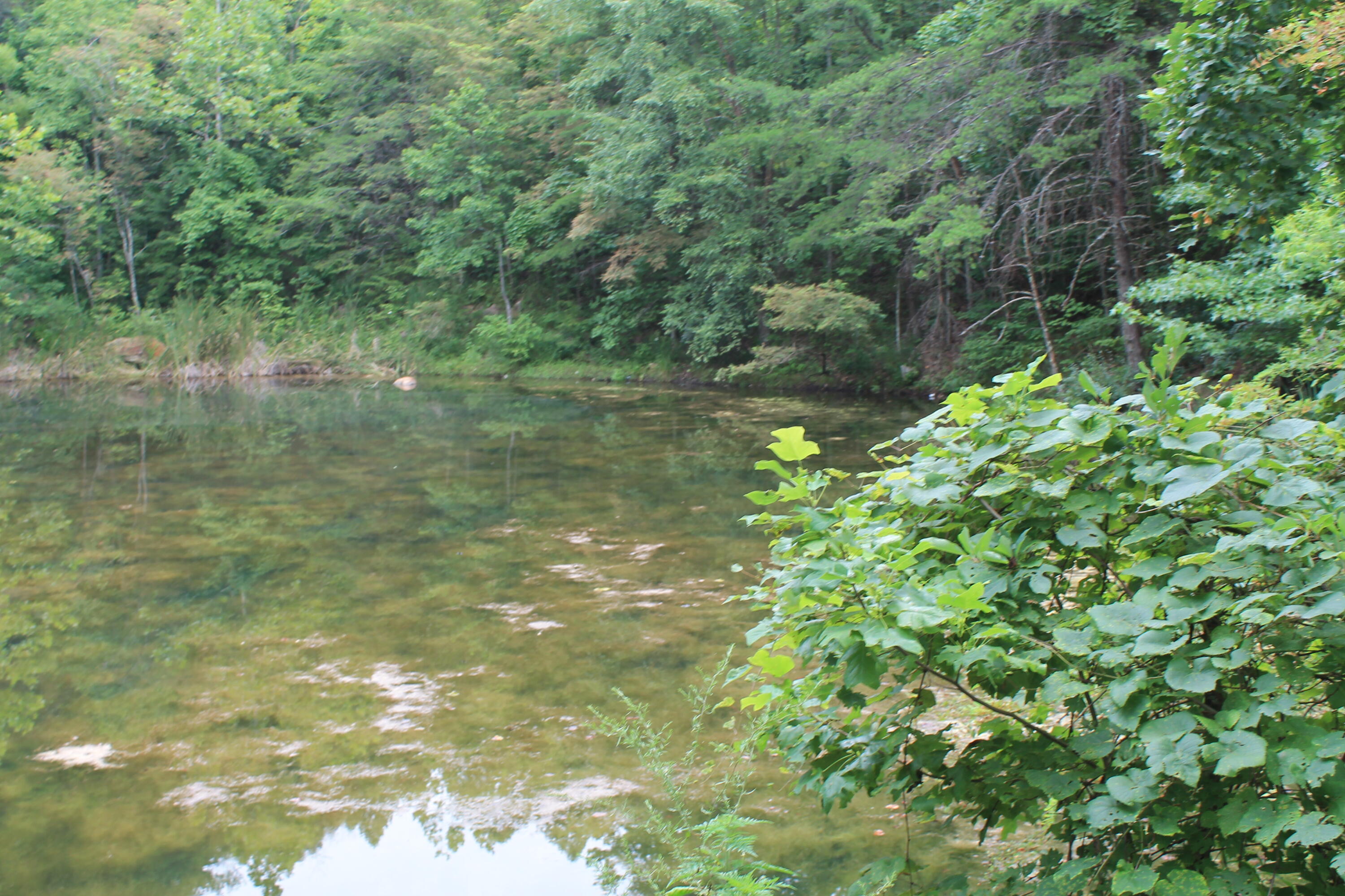 2 Straight Fork Road, Unit TRACT 2 Huntsville, TN 37756 - Photo 2 of 13 Pond