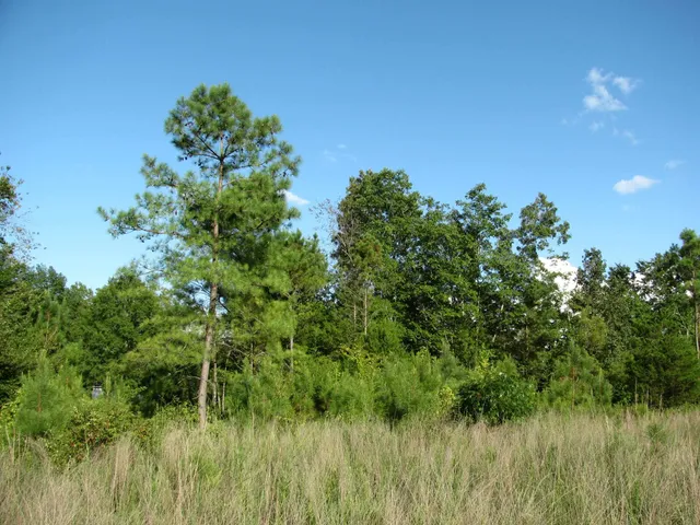 a backyard of a house with lots of green space and trees all around