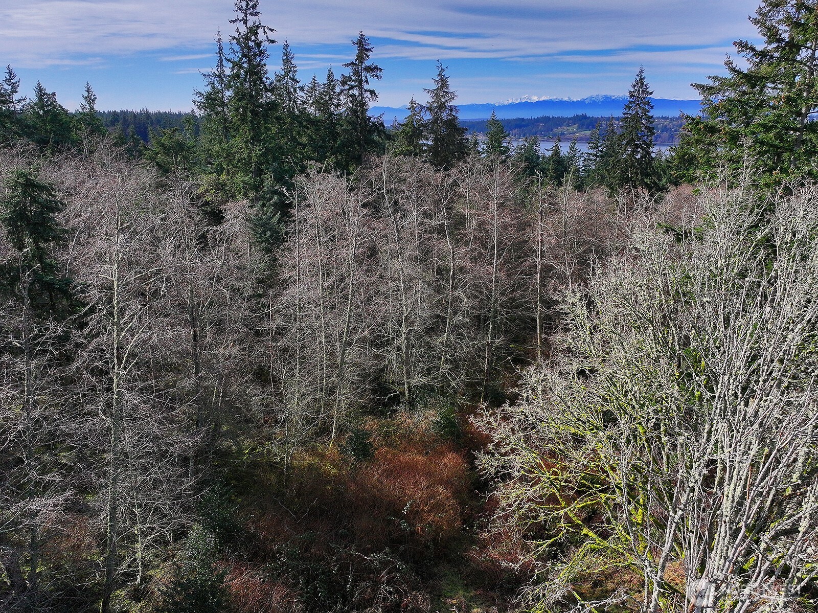0 East Goss Lake Road Freeland, WA 98249 - Photo 12 of 18 a view of a yard
