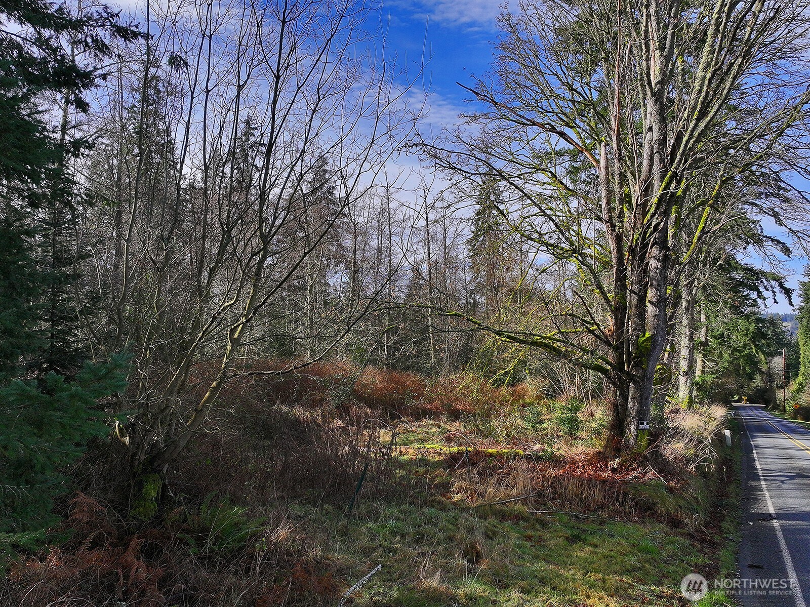 0 East Goss Lake Road Freeland, WA 98249 - Photo 13 of 18 a view of a forest filled with trees