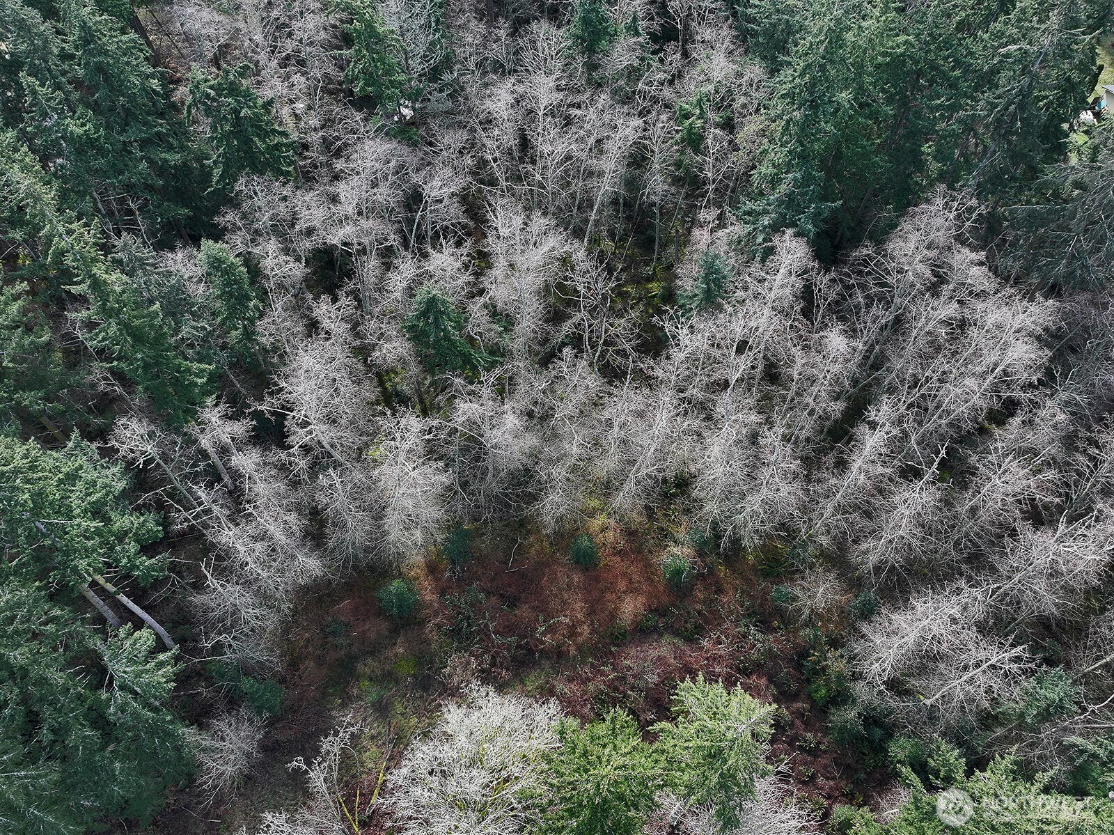 0 East Goss Lake Road Freeland, WA 98249 - Photo 17 of 18 a view of a covered with trees