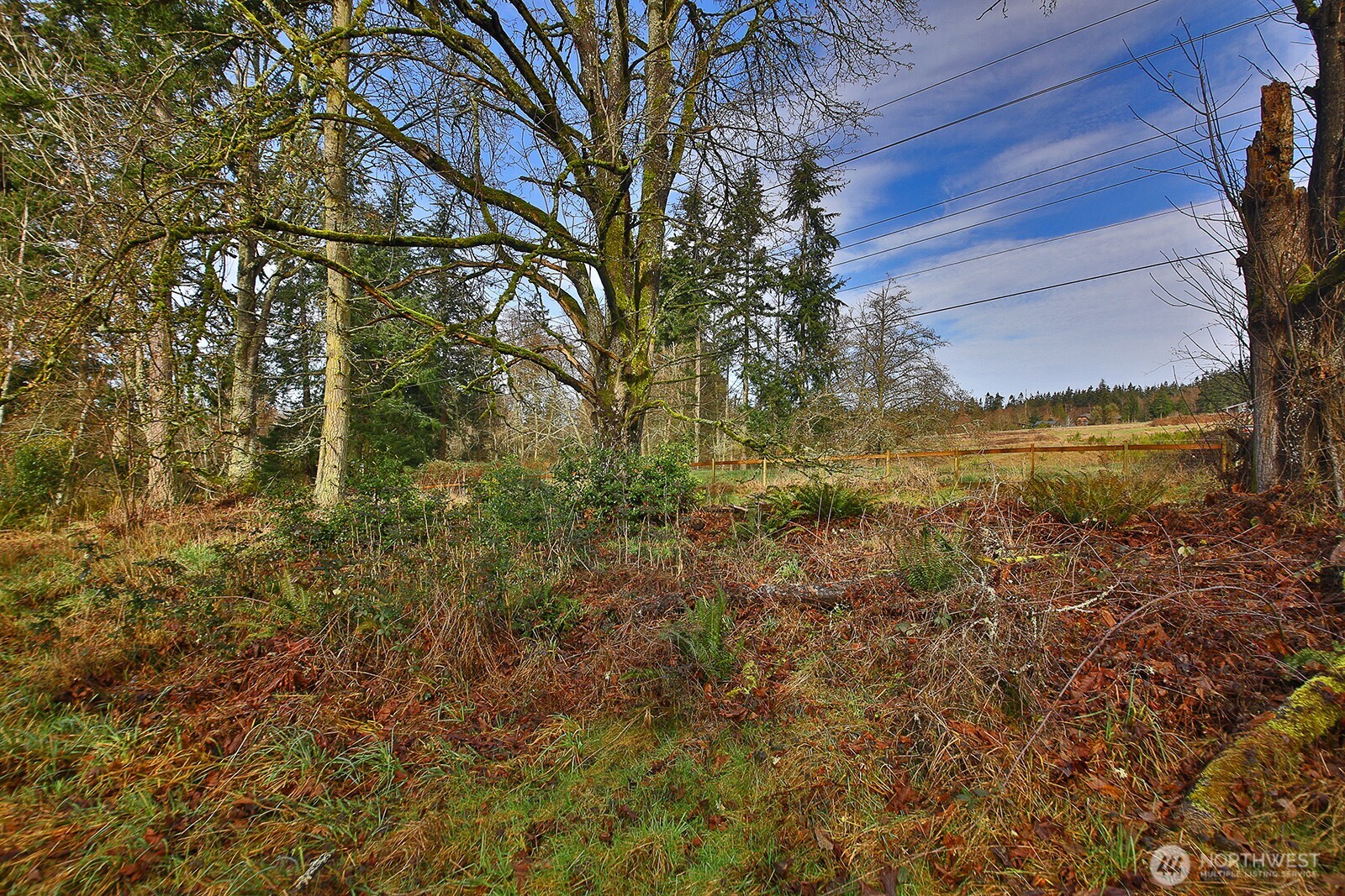 0 East Goss Lake Road Freeland, WA 98249 - Photo 5 of 18 a view of a yard with plants and large trees