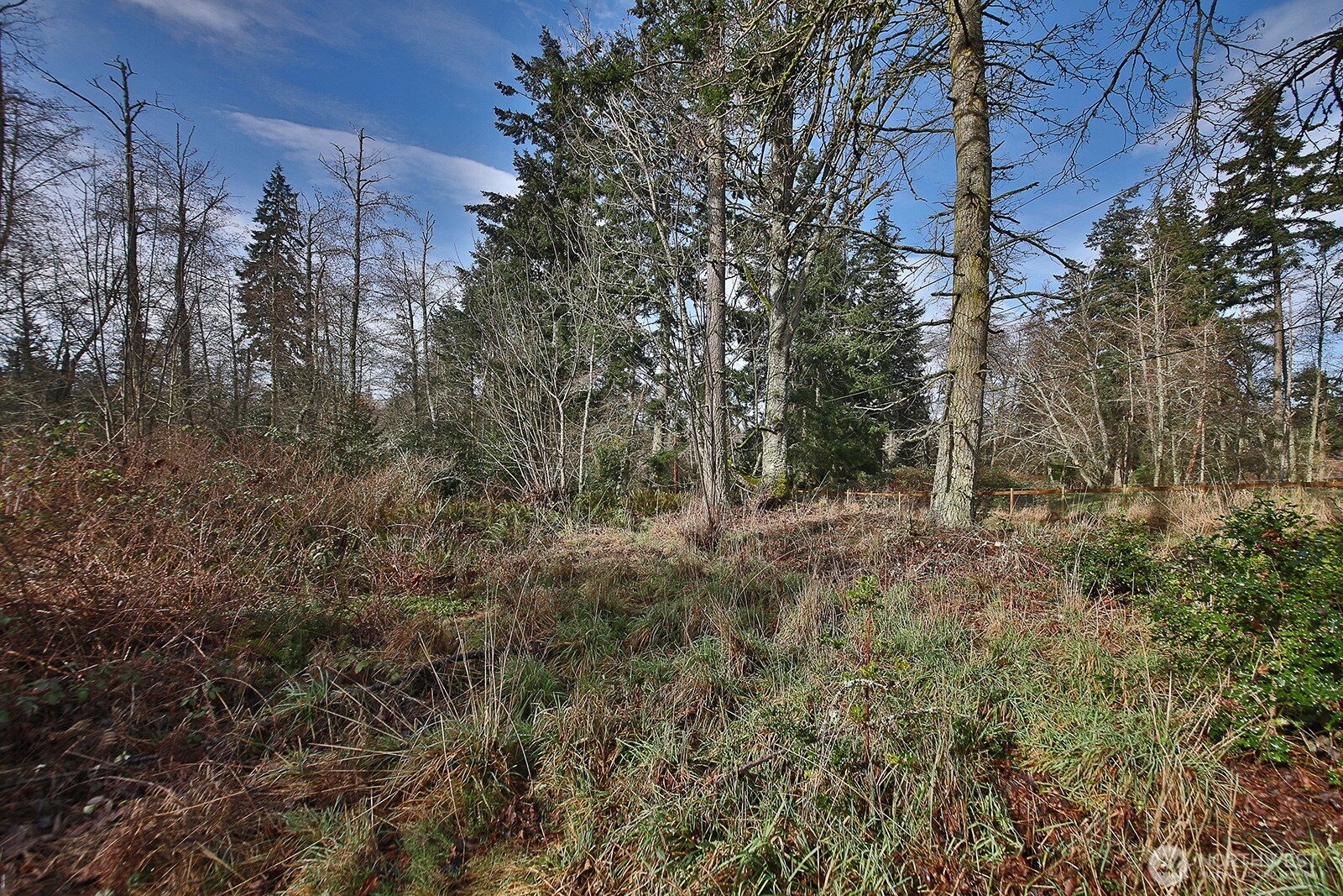 0 East Goss Lake Road Freeland, WA 98249 - Photo 7 of 18 a view of a forest with trees in the background
