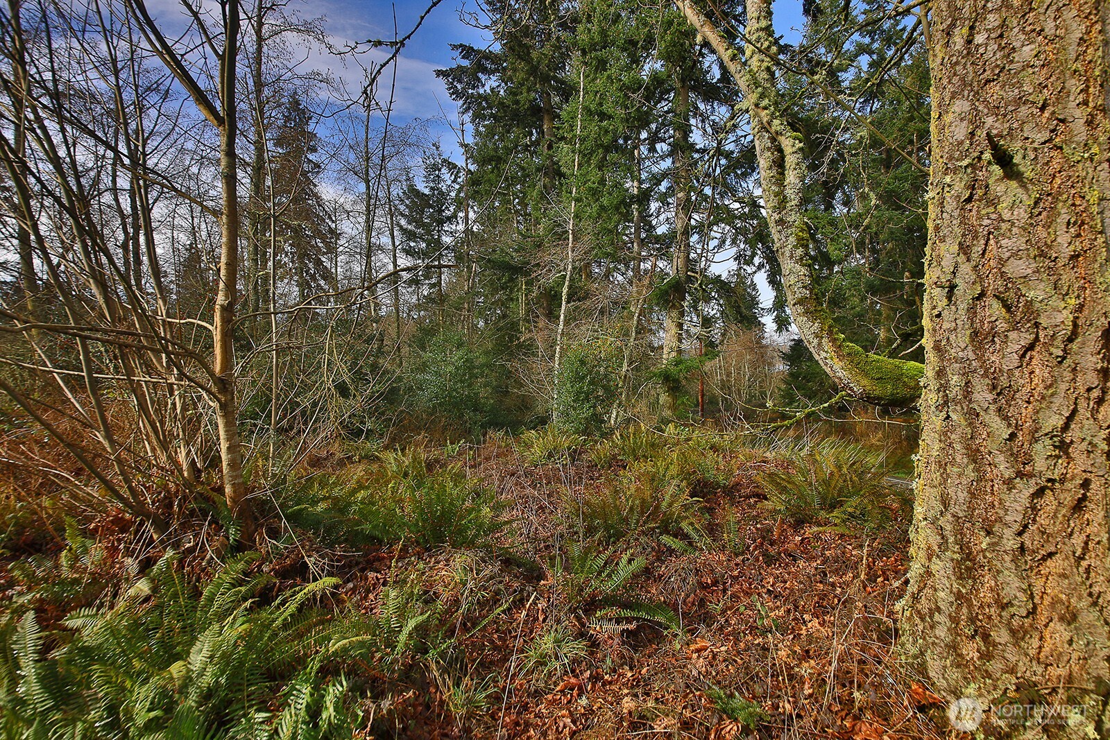 0 East Goss Lake Road Freeland, WA 98249 - Photo 10 of 18 a view of a forest with a tree