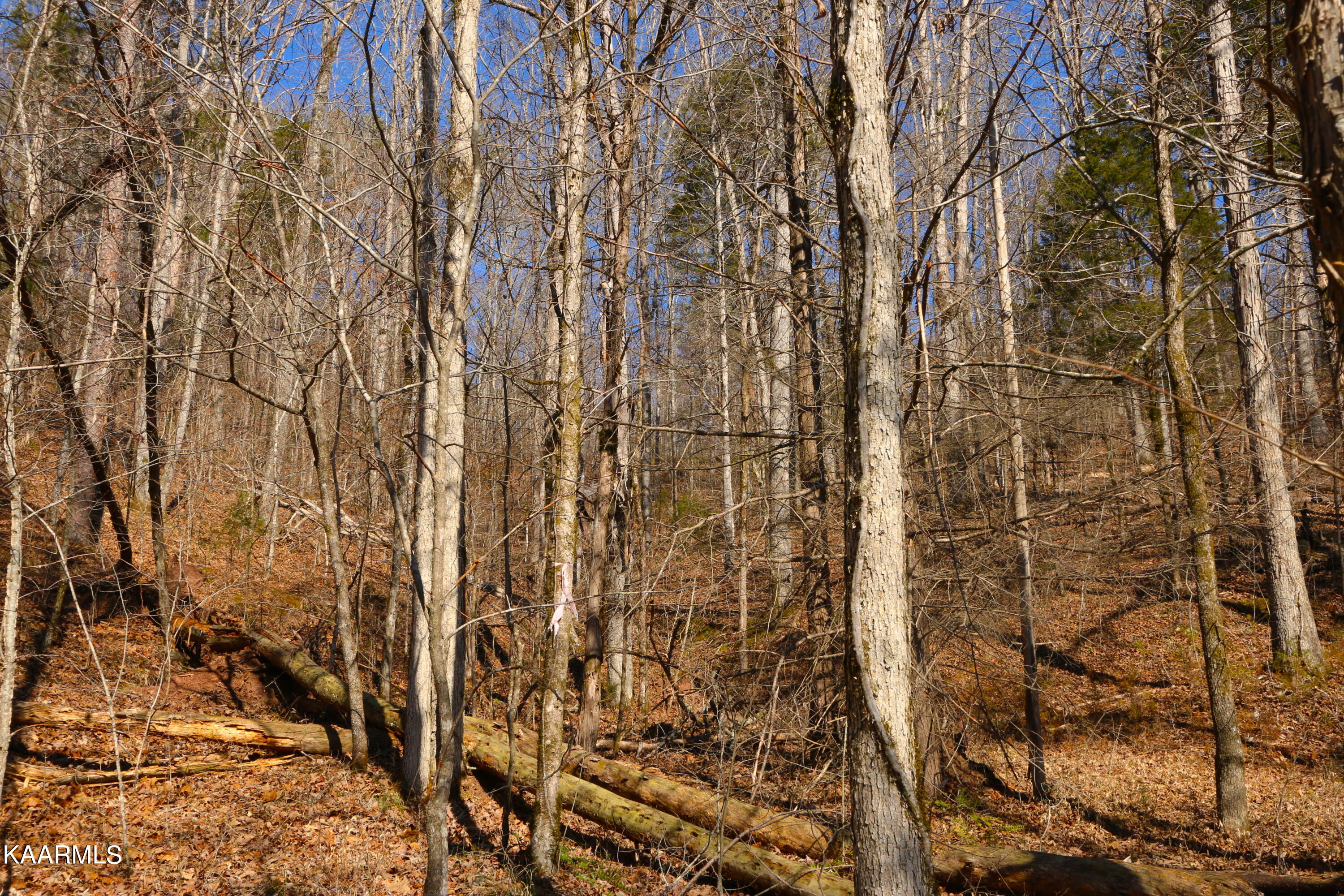 14 Bill Moser Road Vonore, TN 37885 - Photo 2 of 19 IMG_0103
