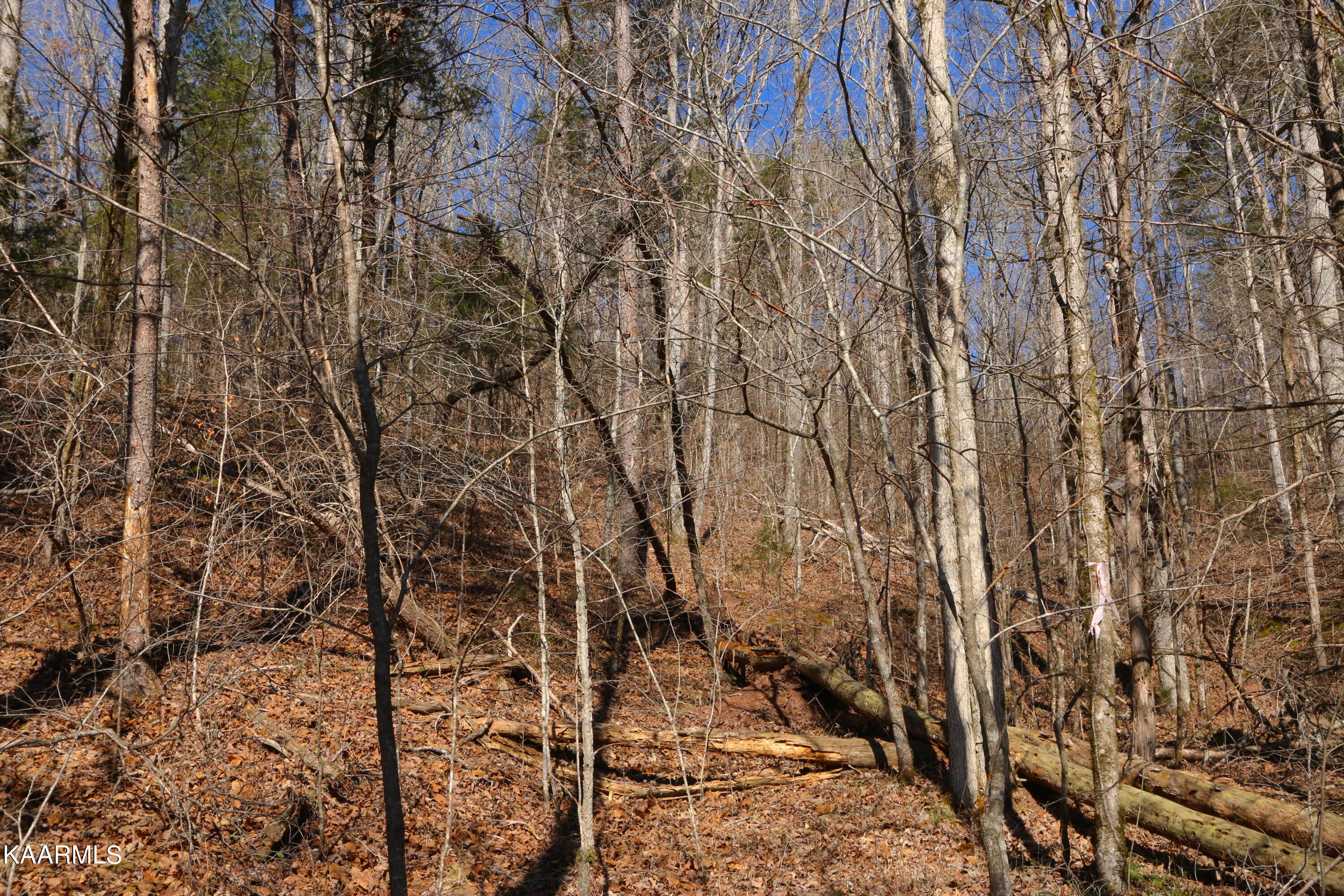 14 Bill Moser Road Vonore, TN 37885 - Photo 3 of 19 IMG_0104