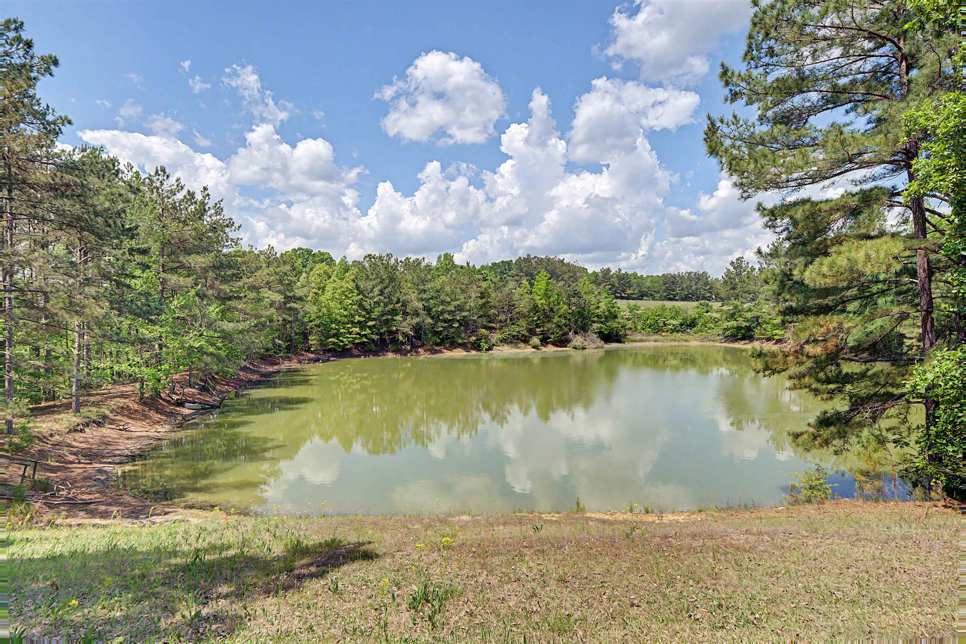 162 Lawton Road Selmer, TN 38375 - Photo 4 of 36 Expansive pond surrounded by mature deciduous and evergreen trees, with a grassy foreground under a clear sky with scattered clouds